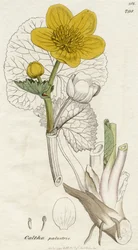 Caltha Palustris (Populage des marais) publié à Londres en 1798